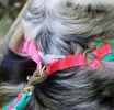 Coastal Pet Pro Reflective Mesh Dog Harness Fuchsia with Teal 1"