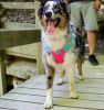 Coastal Pet Pro Reflective Mesh Dog Harness Purple with Yellow 1"