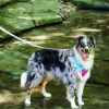 Coastal Pet Pro Reflective Mesh Dog Harness Purple with Yellow 1"