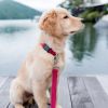 Coastal Pet New Earth Soy Adjustable Dog Collar Cranberry