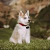 Coastal Pet New Earth Soy Adjustable Dog Collar Cranberry
