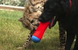 Chuckit Tumble Bumper Dog Toy