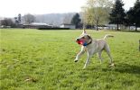Chuckit Tumble Bumper Dog Toy