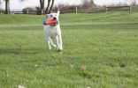 Chuckit Tumble Bumper Dog Toy
