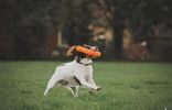 Chuckit Air Fetch Stick Fetch Hard Breath Easy Dog Toy