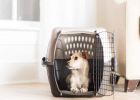 Petmate Two Door Top-Load Kennel White